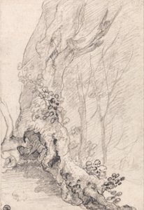 Study of an Old Tree-Trunk and Creeper-Covered Roots